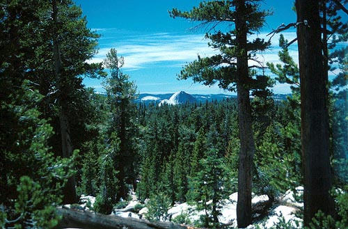 Coniferous Forest, Yosemite National Park