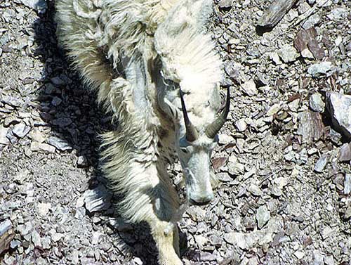 Mountain Goat (Oreamnos americanus), Glacier National Park