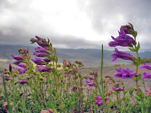 Wildflowers, Mt. St. Helens