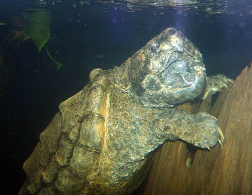 Alligator Snapping Turtle (Macroclemys temminckii)