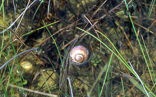 Apple Snail