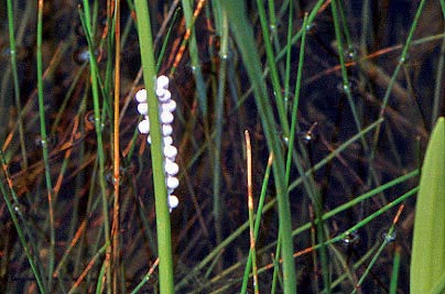 Apple Snail eggs