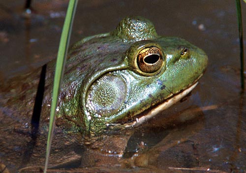 Bullfrog (Rana catesbeiana)