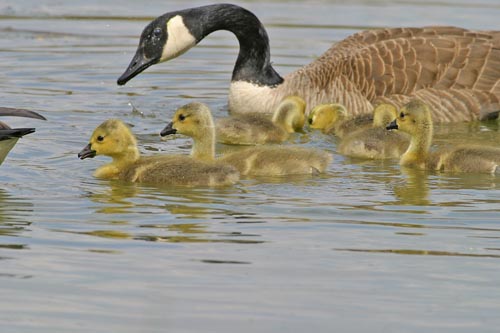 Canada Geese (Branta canadensis