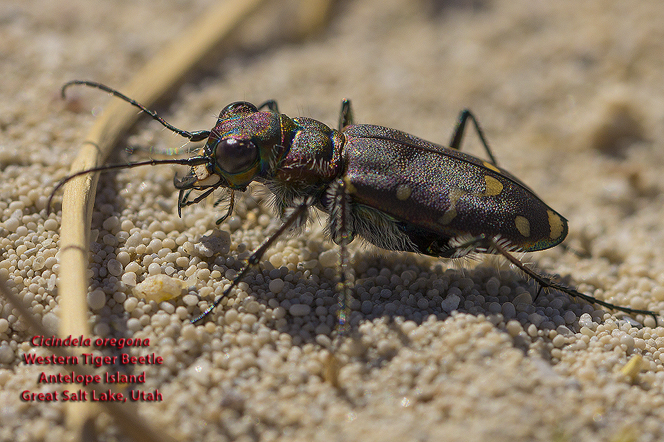 tiger beetle