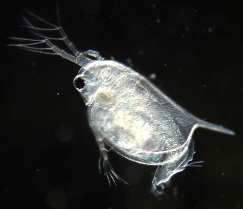 Daphnia sp