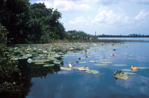 Lake Annie, a sinkhole lake at the Archbold Biological Station