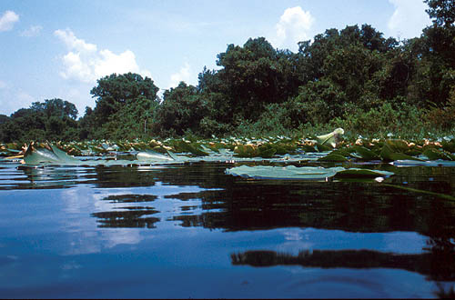 Lake Annie, a sinkhole lake at the Archbold Biological Station