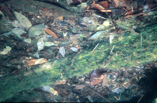 Lake Annie, a sinkhole lake at the Archbold Biological Station