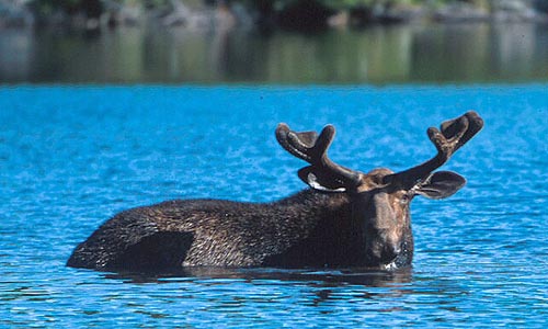 Moose, Sandy Stream Pond, Baxter State Park, Maine