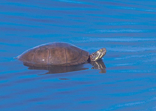 Painted Turtle, Chrysemys picta