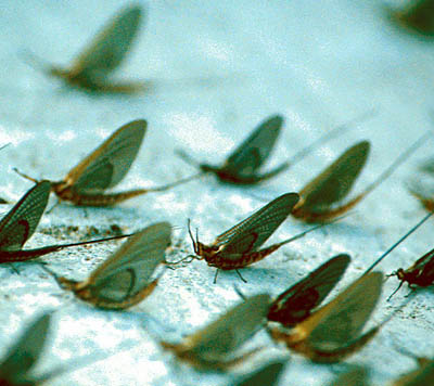 Burrowing Mayfly adults