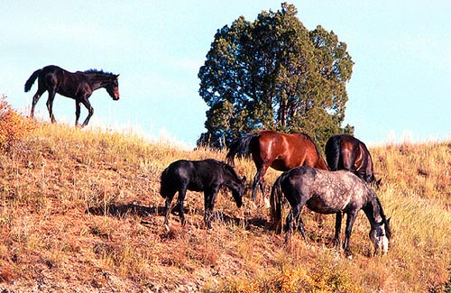 wild horses, North Dakota