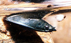 Whirlygig Beetles (Gyrinidae)