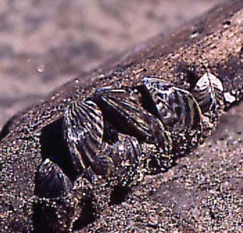 Zebra Mussels