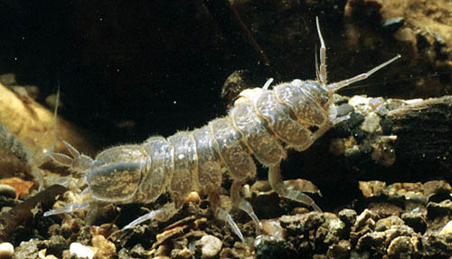 Assellus sp. (Isopoda)