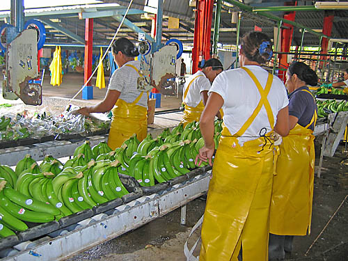 Banana processing plant, Costa Rica