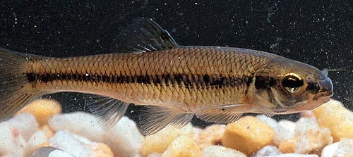 Bluntnose Minnow, Pimephales notatus