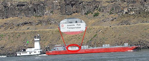 Juvenile Fish Transportation Barge, Columbia River