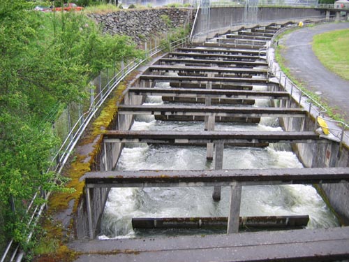 Fish Ladder, Bonneville Dam