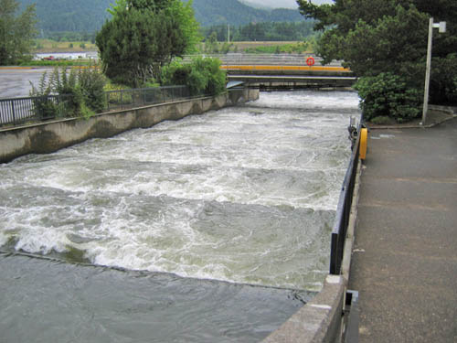 Fish Ladder, Bonneville Dam