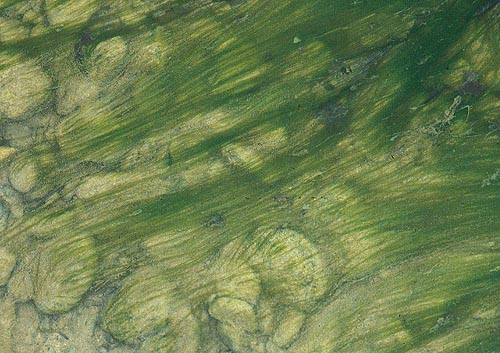 Cladophora growing in a stream.