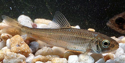 Emerald Shiner, Notropis atherinoides atherinoides