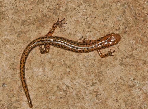 Longtail Salamander, Eurycea longicaudata