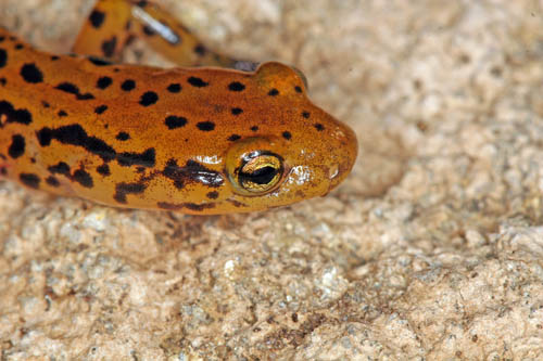 Longtail Salamander, Eurycea longicaudata