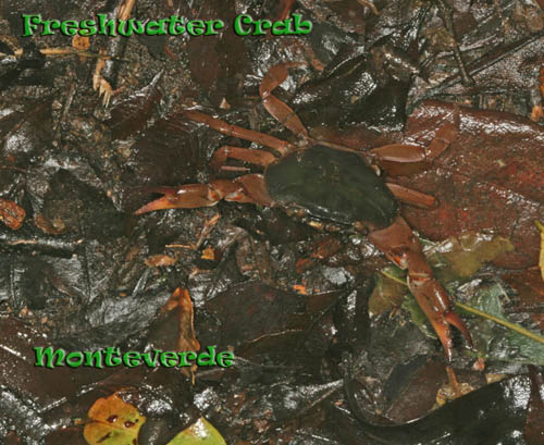 Freshwater Crab, Monteverde Cloud Forest, Costa Rica