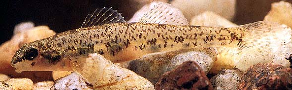 Johnny Darter (Etheostoma nigrum)