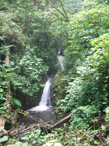 Monteverde Cloud Forest