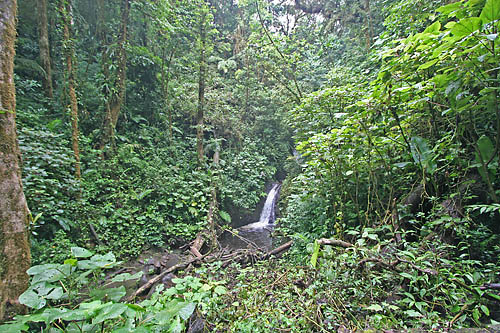 Monteverde Cloud Forest