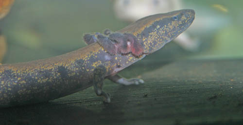 mudpuppy, Necturus maculosus maculosus