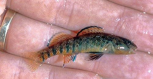 Rainbow Darter (Etheostoma caeruleum) 