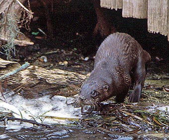 Lutra canadensis