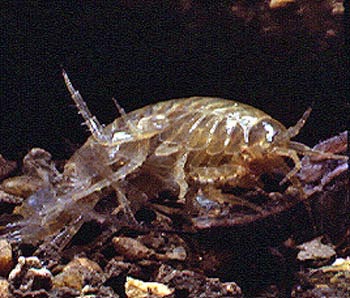 Assellus sp. (Isopoda)