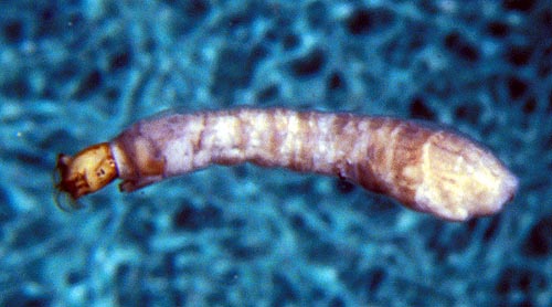 Simuliidae