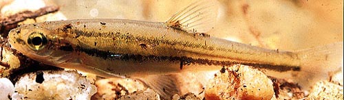 Southern Redbelly Dace (Phoxinus erythrogaster)