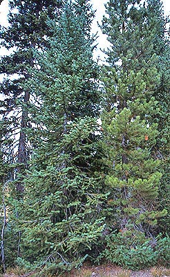 Fir (left) and Pine (right)