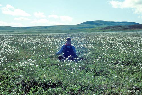 Arctic Tundra Wildflowers - Alaska