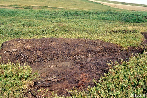 Tundra Soil Peeled Back at Level of Permafrost - Alaska