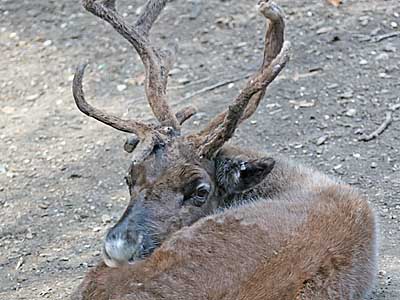  Reindeer (Rangifer tarandus)