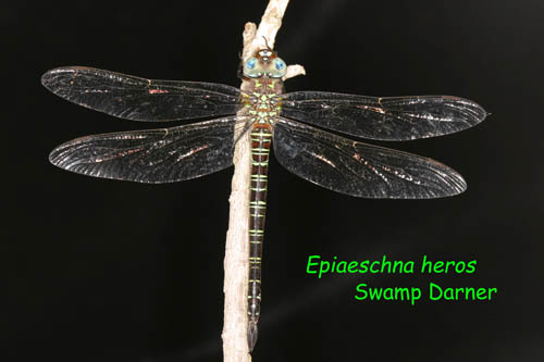 Swamp Darner - Epiaeschna heros