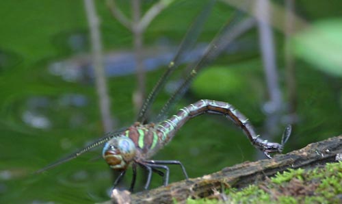 Swamp Darner - Epiaeschna heros