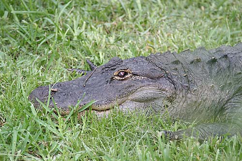 Alligator - (Alligator mississippiensis)