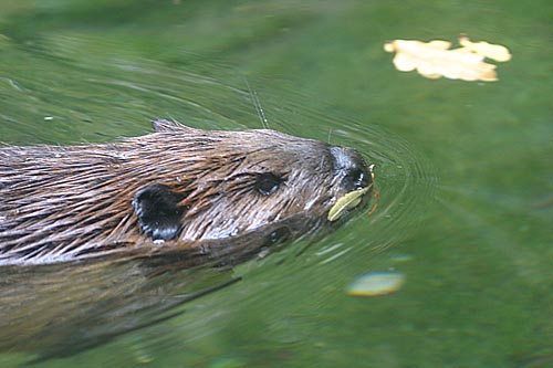 Beaver - Castor canadensis