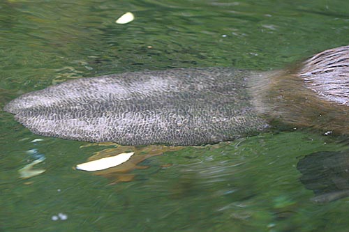 Beaver - Castor canadensis