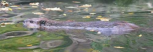 Beaver - Castor canadensis