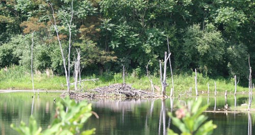 Beaver Lodge - Castor canadensis